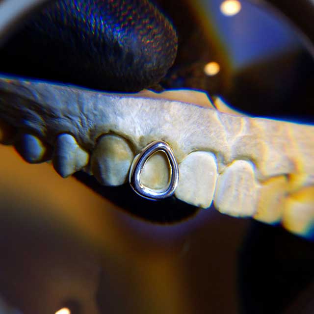 DATUWRKS custom grillz gallery showcase 12